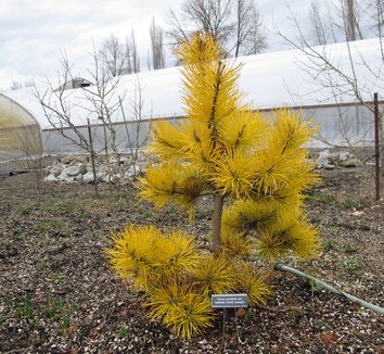 Pinus contorta var. latifolia 'Chief Joseph' 11