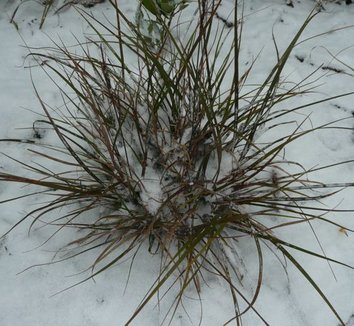 Uncinia rubra 5