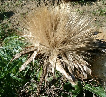 Cynara cardunculus 4