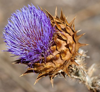 Cynara cardunculus 3 flower