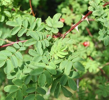 Rosa sericea ssp. omeiensis f. pteracantha 6