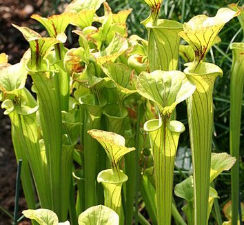 Sarracenia flava 1 flower, form