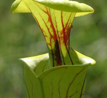 Sarracenia flava 3 flower