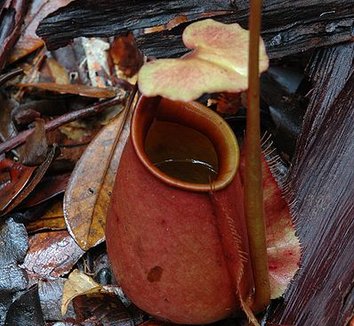 Nepenthes bicalcarata 6 flower