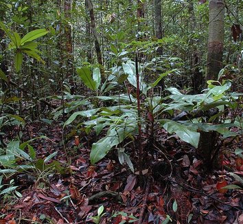 Nepenthes bicalcarata 5 form