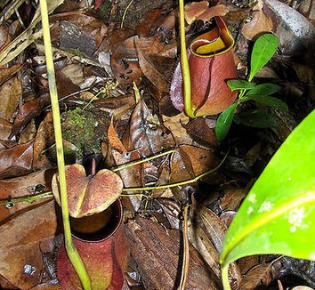 Nepenthes bicalcarata 4 flower