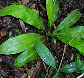 Nepenthes bicalcarata 3 form