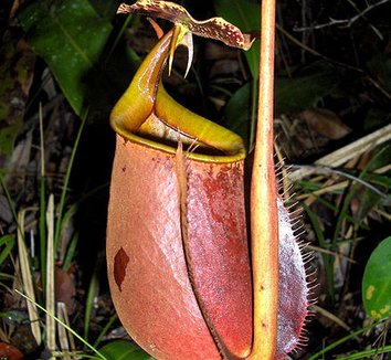 Nepenthes bicalcarata 2 flower
