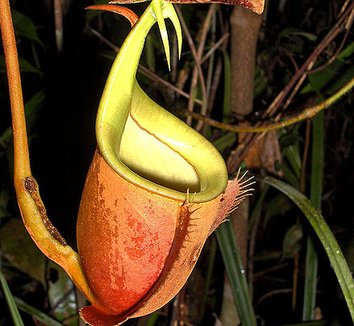 Nepenthes bicalcarata 1 flower