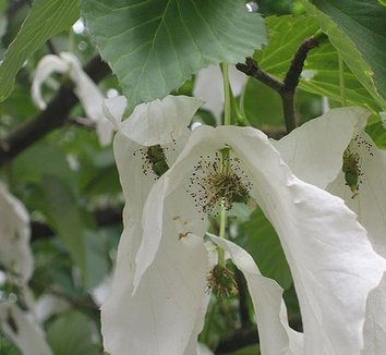 Davidia involucrata 6 flower