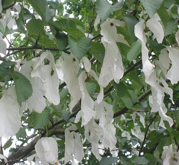 Davidia involucrata 2