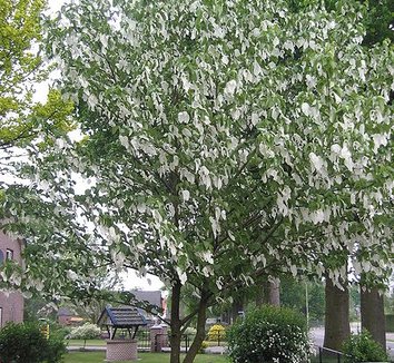 Davidia involucrata 1 form