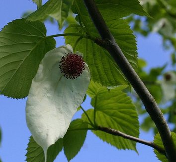 Davidia involucrata 4 flower