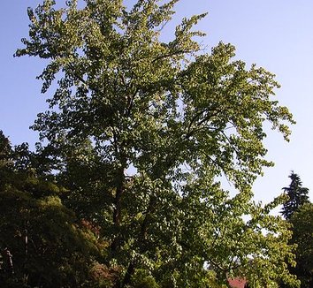 Davidia involucrata 3 form