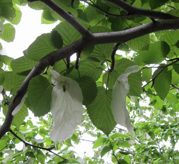 Davidia involucrata 25 flower