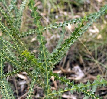 Acacia pravissima 2