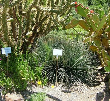 Agave striata 2 form