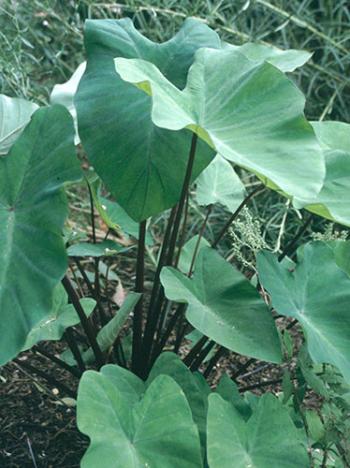 colocasia esculenta big dipper big dipper elephant ear plant lust colocasia esculenta big dipper big dipper elephant ear plant lust