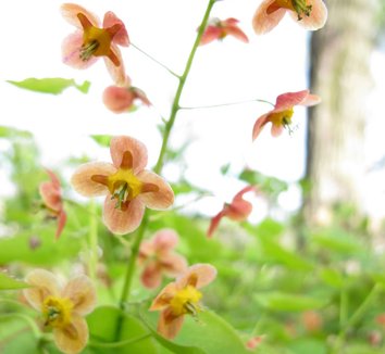 Epimedium x warleyense 'Orangekönigin' 12 flower