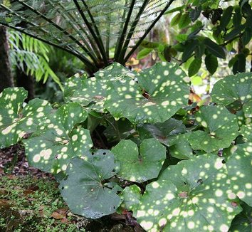 Farfugium japonicum 'Aureomaculatum' 7