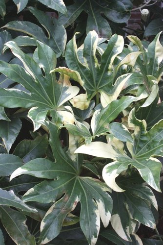 Fatsia japonica 'Variegata' | Variegated Japanese Aralia| plant lust