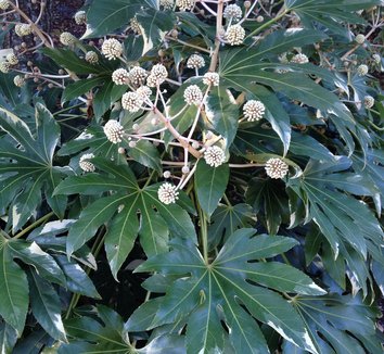 Fatsia japonica 'Variegata' 8 flower