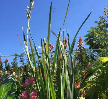 Gladiolus dalenii 'Bolivian Peach' 7 form
