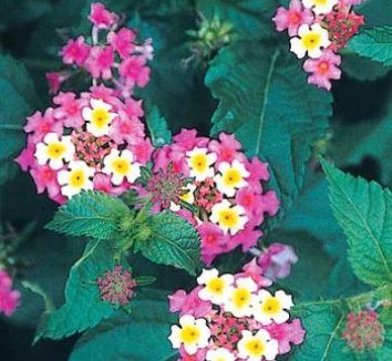 vines flowers west ham Hardy plant and camara Eggs' Lantana Eggs lust Ham    and Lantana 'Ham