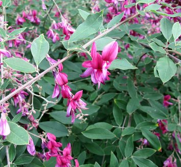 Lespedeza thunbergii 'Gibraltar' 11 flower