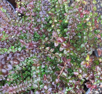 Lonicera nitida 'Twiggy' 1