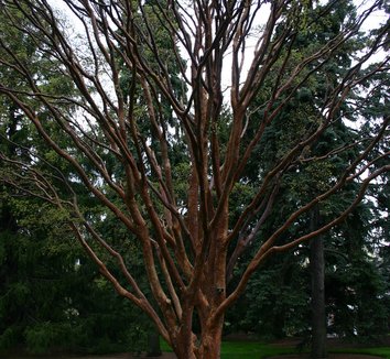 Acer griseum 17 form