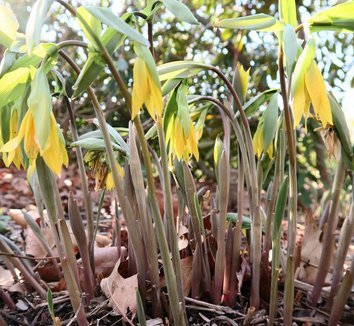 Uvularia grandiflora 12 flower