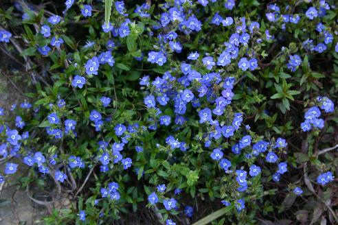 Photo 31735 Veronica Umbrosa Georgia Blue Plant Lust Photo 31735 Veronica Umbrosa Georgia Blue Plant Lust