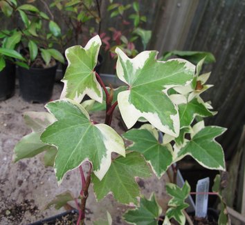 x Fatshedera lizei 'Angyo Star' 2