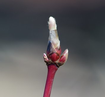 Acer japonicum 'Aconitifolium' 15