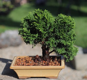 Chamaecyparis obtusa 'Nana' 1