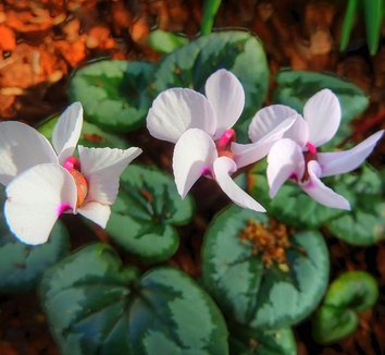 Cyclamen coum 1 flower