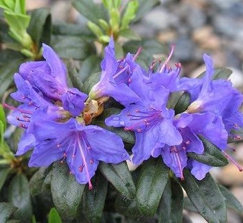 Rhododendron x ‘Blue Baron’ | Rhododendron ‘Blue Baron’ | Rhododendron