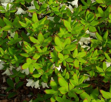 Rhododendron quinquefolium 20