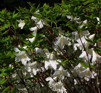 Rhododendron quinquefolium 21 flower