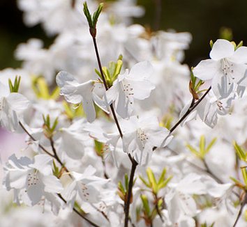Rhododendron quinquefolium 1 flower