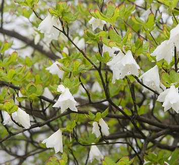Rhododendron quinquefolium 22 flower