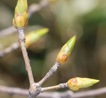 Rhododendron quinquefolium 2
