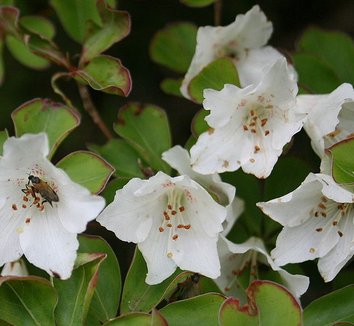 Rhododendron quinquefolium 4 flower