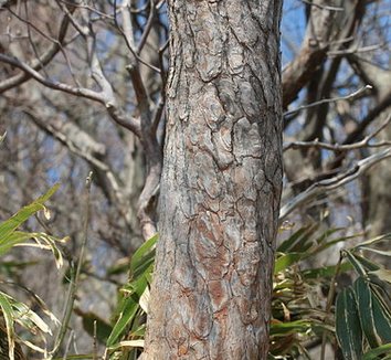Rhododendron quinquefolium 3 trunk