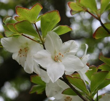 Rhododendron quinquefolium 5 flower