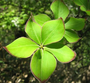 Rhododendron quinquefolium 10