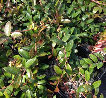 Vaccinium crassifolium 'Well's Delight' 8