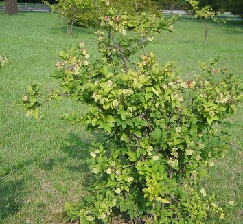 Abeliophyllum distichum 4 form