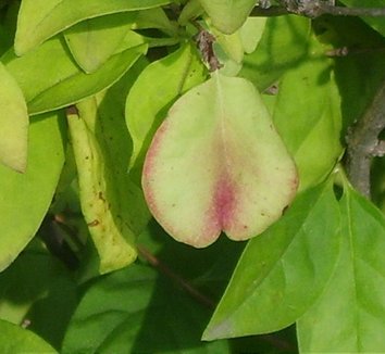 Abeliophyllum distichum 2